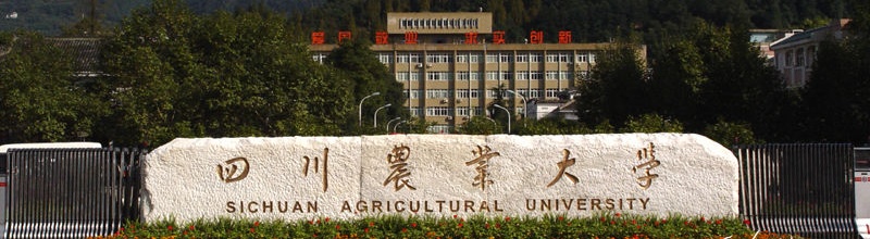 四川大學校門 四川大學校門
